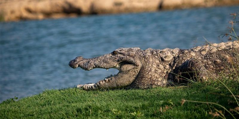 Cá sấu trong thực tế là loài động vật thế nào? 