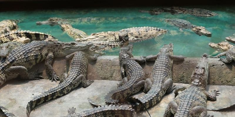 Mơ thấy bị cá sấu truy đuổi giữa hồ không ai cứu giúp 