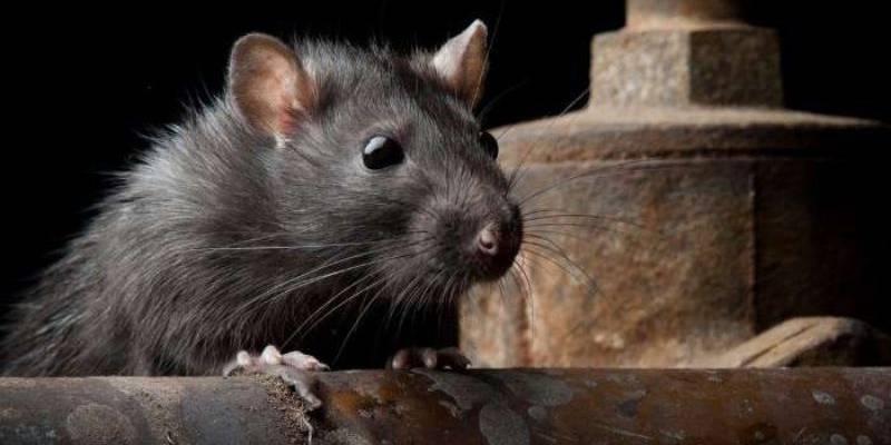 Mơ thấy chuột có điềm báo gì?